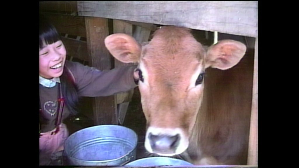 Lessons From A Calf