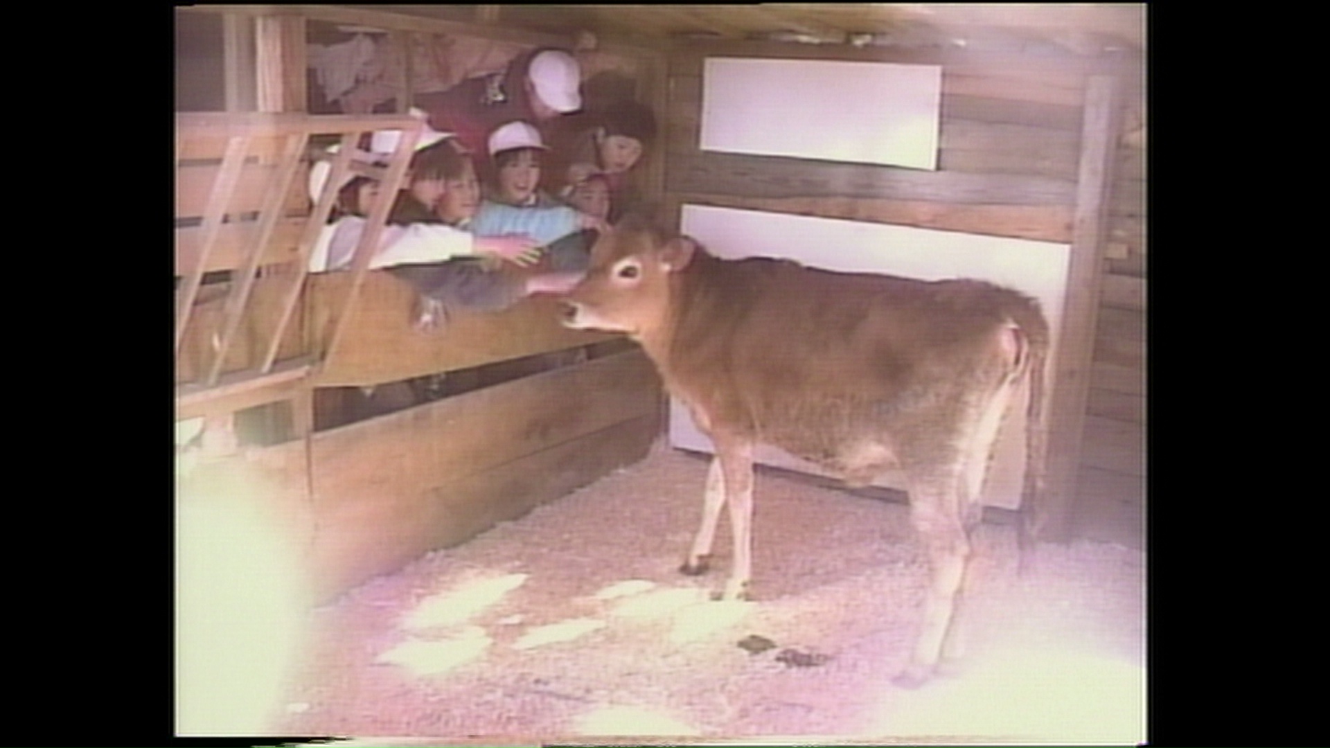 Lessons From A Calf
